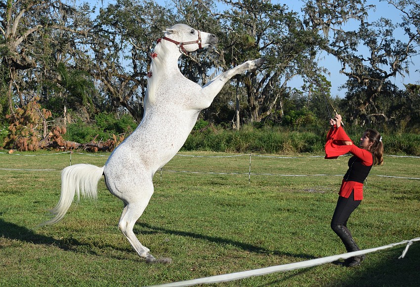 Damascus goes high on his hind legs to show off for the crowd at Herrmann's Royal Lipizzan Stallions.