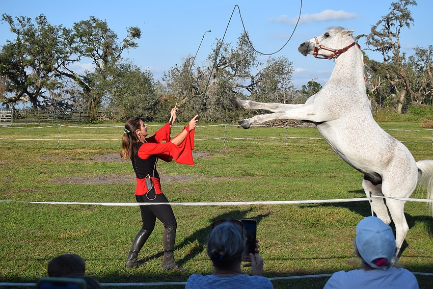 The crowd at Herrmann's Royal Lipizzan Stallions watches as Rebecca McCullough shows the athleticism of Damascus during a special event on Saturday.