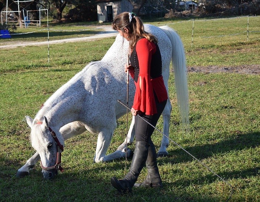 Damascus takes a bow during an exhibition Saturday at Herrmann's Royal Lipizzan Stallions in Myakka. The event continues Sunday from 3-6 p.m.