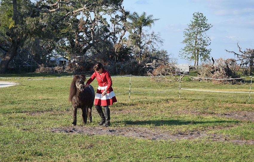 Willie, a miniature horse at Herrmann's Royal Lipizzan Stallions of Myakka City, is acting a bit wild for Sydney McCullough during a special Christmas event on Saturday. The holiday event continues Sunday from 3-6 p.m.