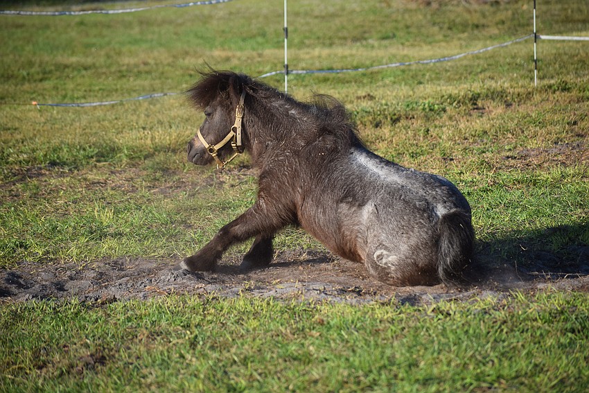 Willie had just had a bath before a special performance during a Christmas event at Herrmann's Royal Lipizzan Stallions, but he couldn't pass up a roll in the dirt.