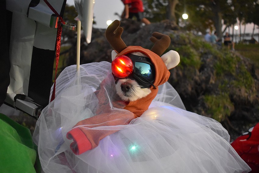 Charlie wears his reindeer nose as an eyepatch.