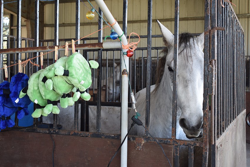 Raven, a horse at Herrmann's Royal Lipizzan Stallions, keeps any eye on those playing carnival style games for prizes Saturday. The special event continues from 3-6 p.m. Sunday.