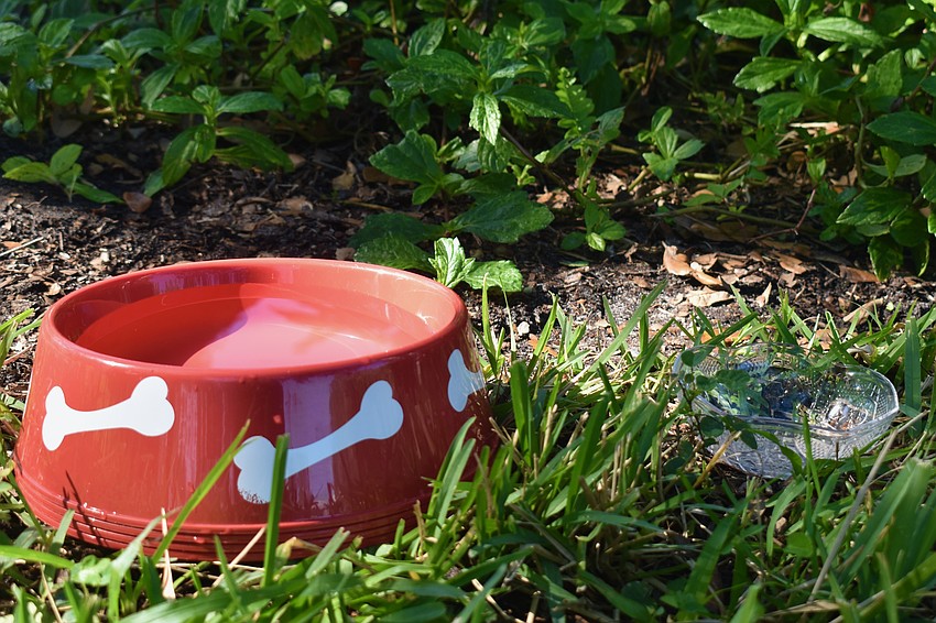 Two bowls of water: one for the dogs, one for the blessings.
