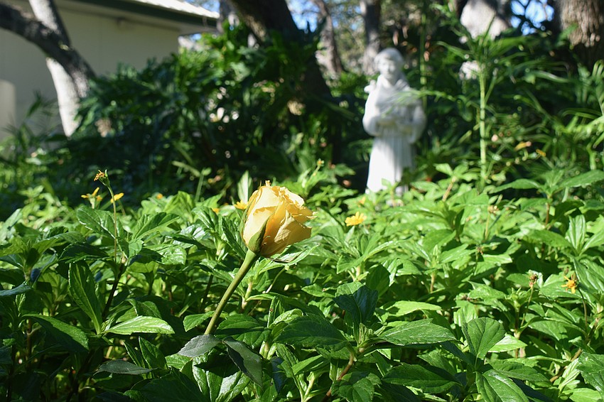 Yellow roses are placed in the garden after the pet ashes are spread.
