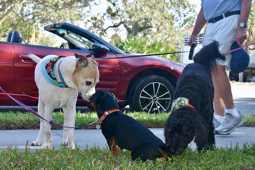 The dogs taking a break from the blessings.