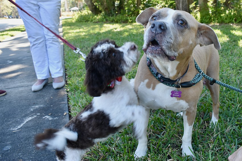 Paco introduces himself to Lahni.