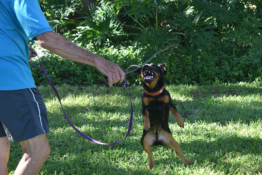 Clemmie is blessed with jumping skills.