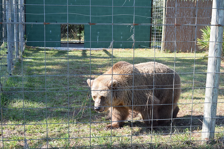 Carroll, who is now 28 years old, always is a favorite at Bearadise Ranch in Myakka.