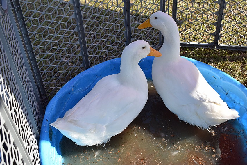 Besides the bears, children who attended A Country Bear Christmas could stroll through a petting zoo.
