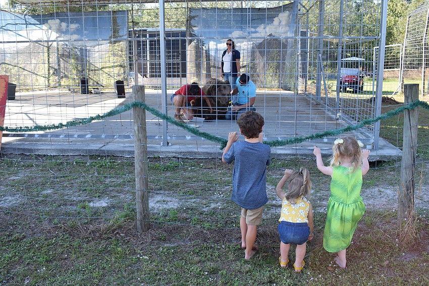 The kids who visited A Country Bear Christmas were able to see bears up close.