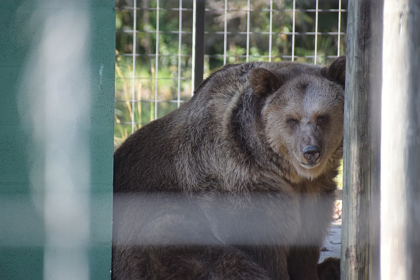 Those who attended A Country Bear Christmas at Bearadise Ranch in Myakka were treated to some informative talks about the bears.