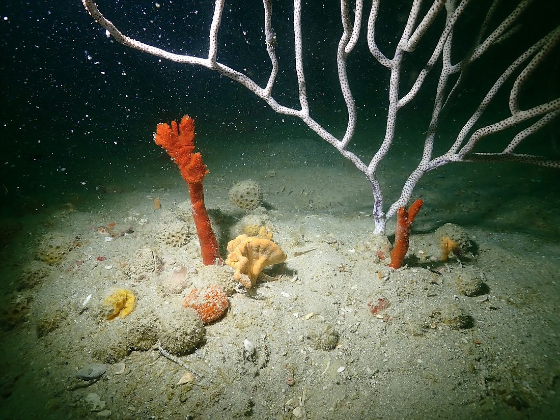 Sponges and a soft coral that survived the storm at Arc Tower, an artificial reef site. The team discovered only two of three segments of the tower. (Courtesy photo by James Douglass).