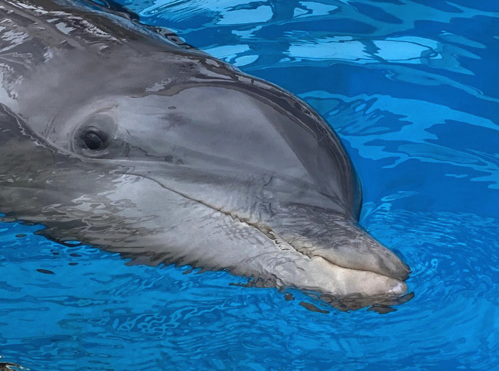 Izzy is the latest rescued bottlenose dolphin to find a new home at Clearwater Marine Aquarium. (Courtesy photo)