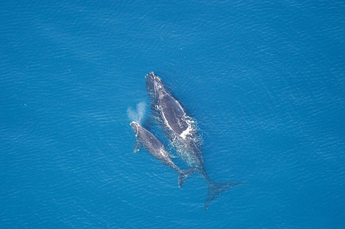 A right whale mother and calf. Photo courtesy of the Florida Fish and Wildlife Conservation Commission