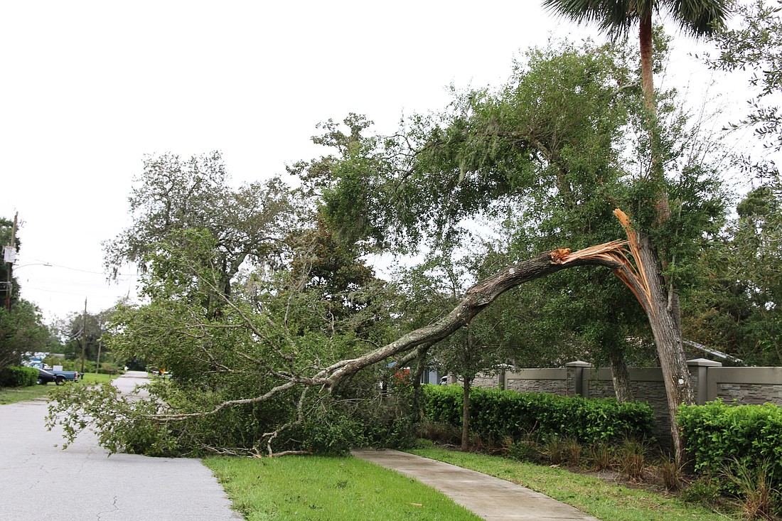  A tree lays over a portion of Magnolia Avenue after Hurricane Ian. File photo by Jarleene Almenas
