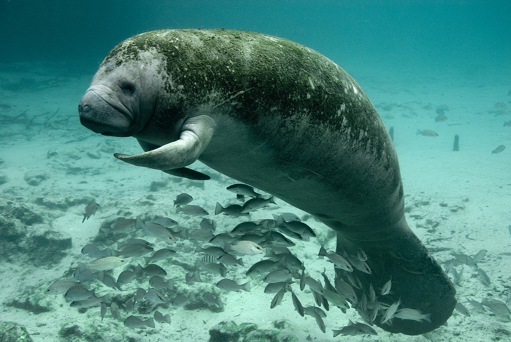 A manatee rests at the Crystal River National Wildlife Refuge. Photo by Keith Ramos, USFWS