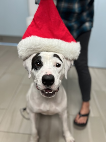 Lucky is ready to celebrate the holidays with his forever family. Courtesy photo
