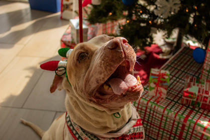Dollar could be the perfect addition to your family this holiday season. Courtesy photo
