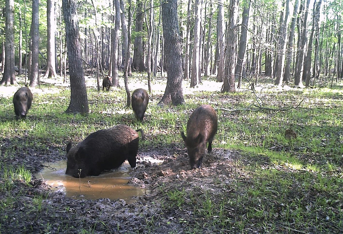 Wild hogs are causing problems for residents in The Crossings at Grand Haven. Photo courtesy of the U.S. Department of Agriculture