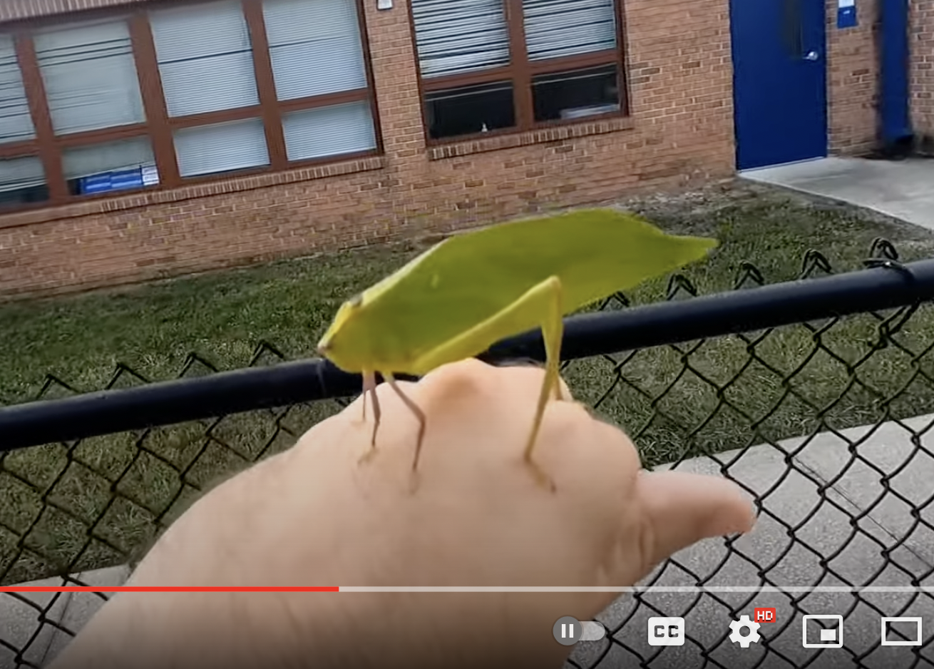 A katydid stars in Dana Lique's video explanation of evolution.