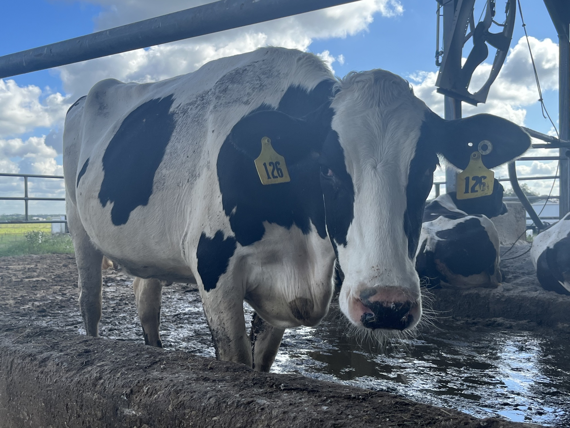 Dakin Dairy hopes to increase its herd from 1,800 cows to 2,300 in 2023. (Photo by Liz Ramos)