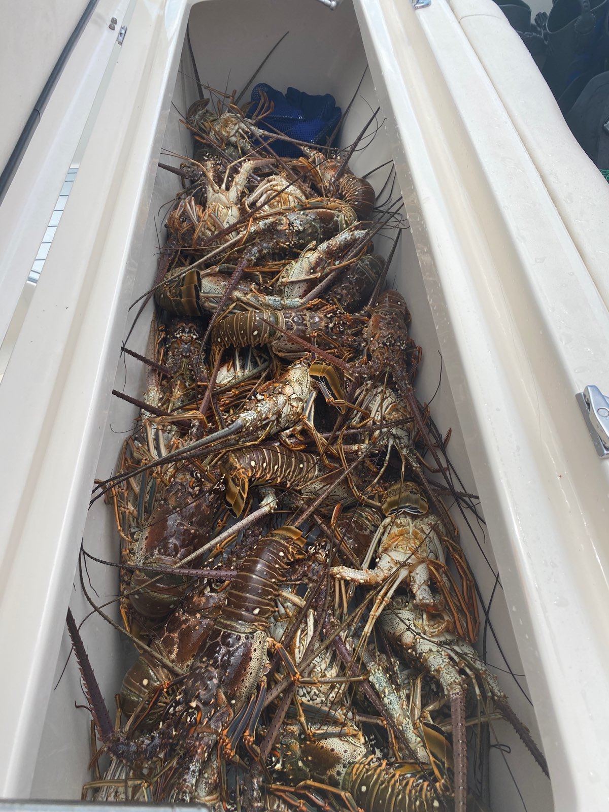 The live well filled with lobsters during a two-day mini season. (Courtesy photo)