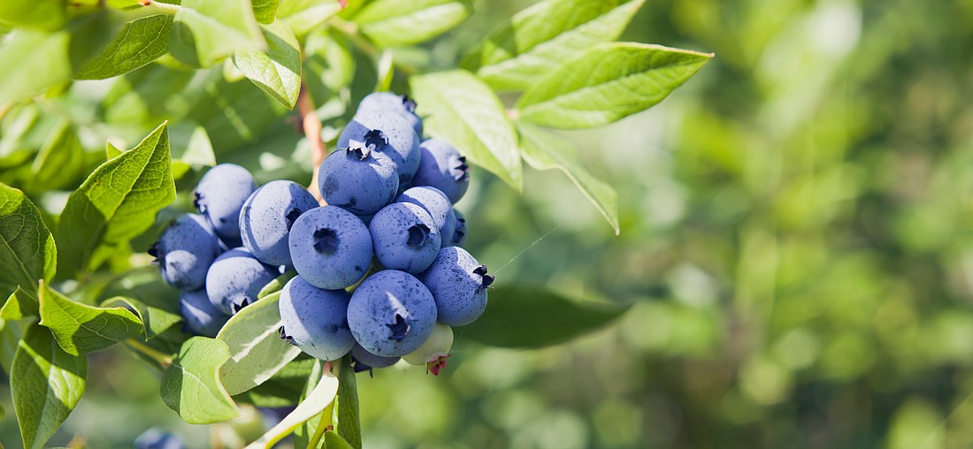 Highbush blueberry is one of the plants the county will be giving away on Jan. 20 and Jan. 21. Photo courtesy of Adobe Stock/JoannaTkaczuk