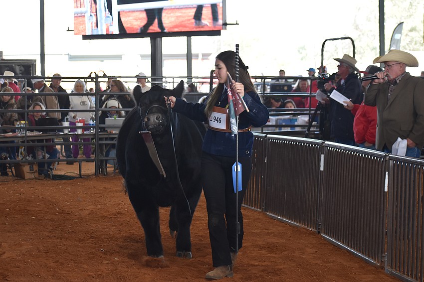 Lakewood Ranch High School junior Alexis Rissler leads her cow, Beau, during the auction.