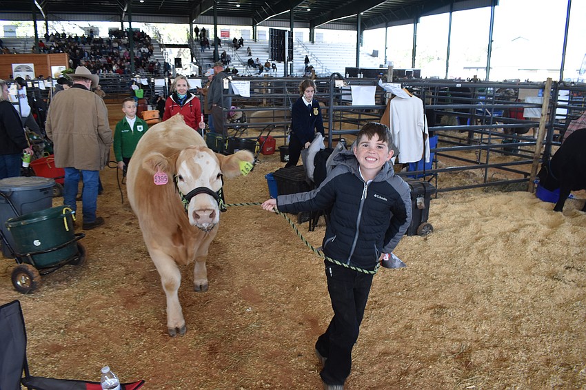 Pinnacle Academy seventh grader Weston Dimon heads back to the barn after showing off Rooster in the auction.