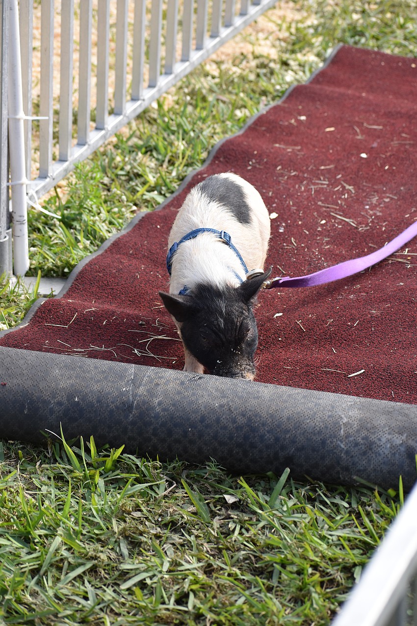 Wilbur of the Hollywood Racing Pigs rolls out his red carpet.