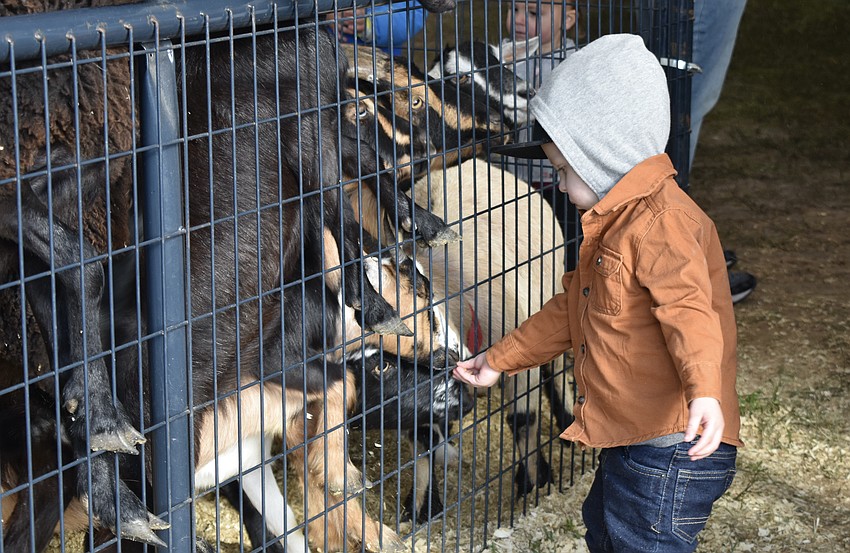 Bradenton's Haydon McLaughlin feeds goats at Giraffic Park Menagerie and Zoo.