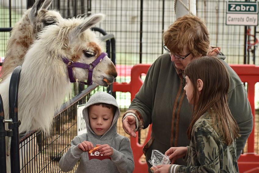 Palmetto 4-year-old Levi Karnitz, his great aunt, North Port's Kathy Ellefson, and his 9-year-old sister Justine feed the llamas at Giraffic Park Menagerie and Zoo.