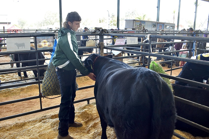 Lakewood Ranch High School senior Cody King prepares Ruckess for the show.