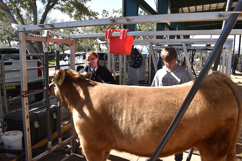 Braden River Elementary's Madison Vann and Jackson Boyd prepare Curly for the show.