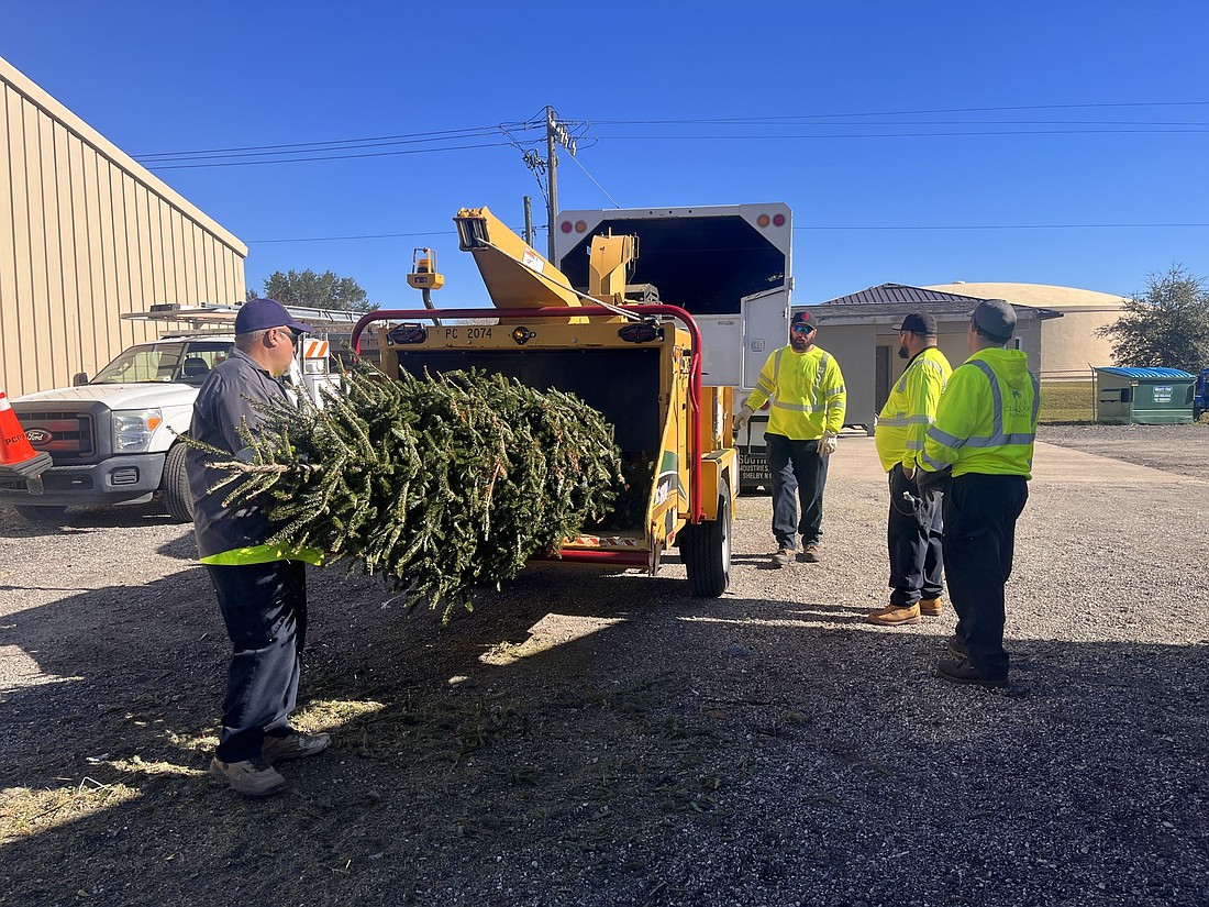 A city staff member loads a tree into a mulcher. Photo courtesy of the city of Palm Coast