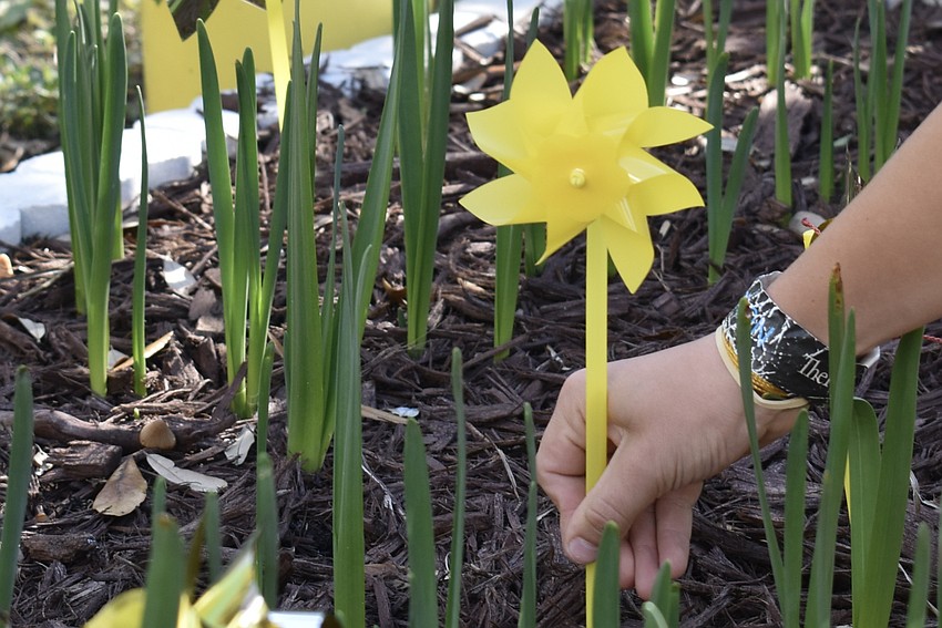 The school unveiled their newly planted daffodil garden in the courtyard.