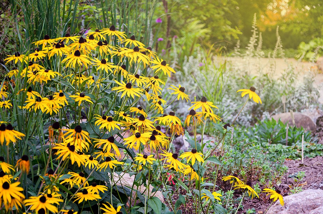 Rudbeckia flowers, commonly called coneflowers and black-eyed-susans are native to Florida.