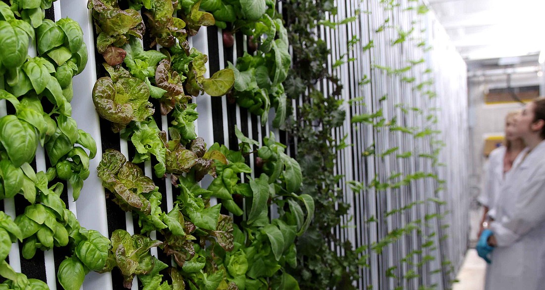 Greenery S is a soil-less, hydroponic farm that uses water to deliver nutrients to plants, some grown vertically.