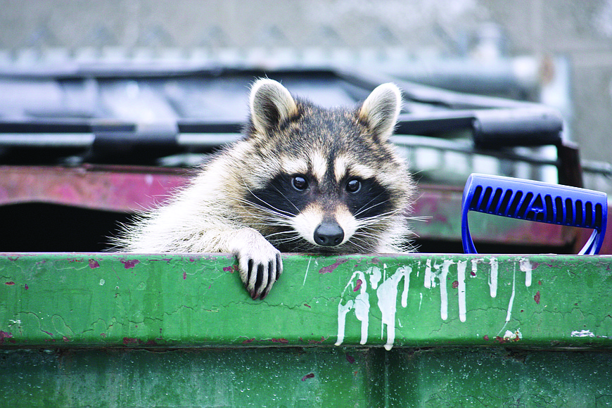 10 Best Get Rid Of Raccoons for 2023 - The Jerusalem Post