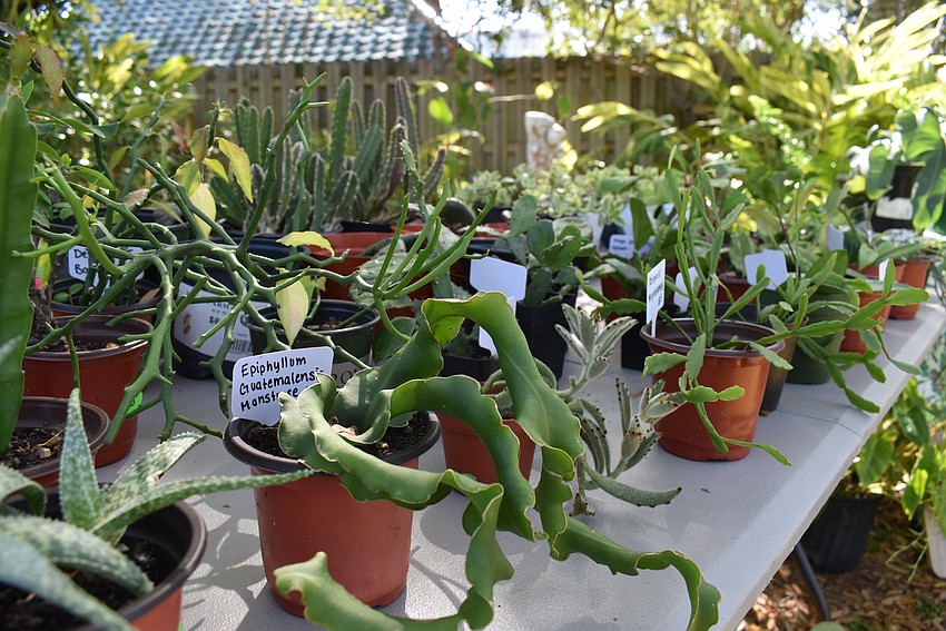 local vendors sold plants, paintings and clothing prior to the start of the fashion show.