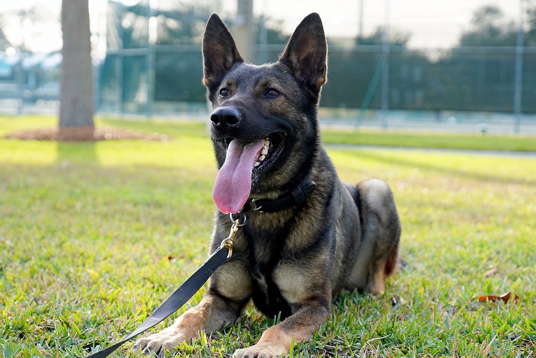 Kodak is the fourth member of the Sarasota Police Department's K-9 unit.