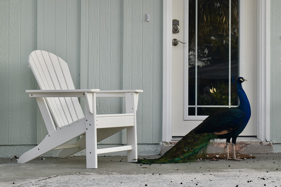 Peacocks out on Alligator Alley  Dedicated To The Smallest Of Skiffs