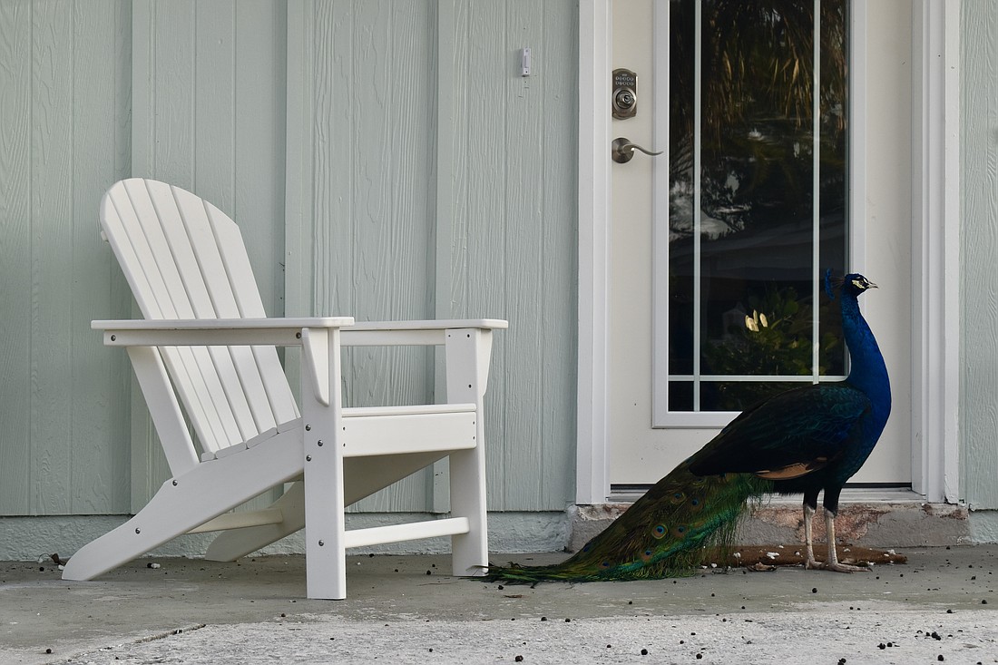 A peacock makes a pit stop on a porch on Fox Street.