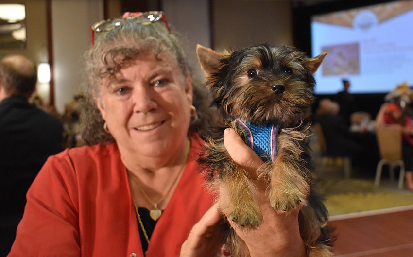 Christine Merkent of Minimagic Yorkie shows off the pup that is auctioned at the Gatsby event.