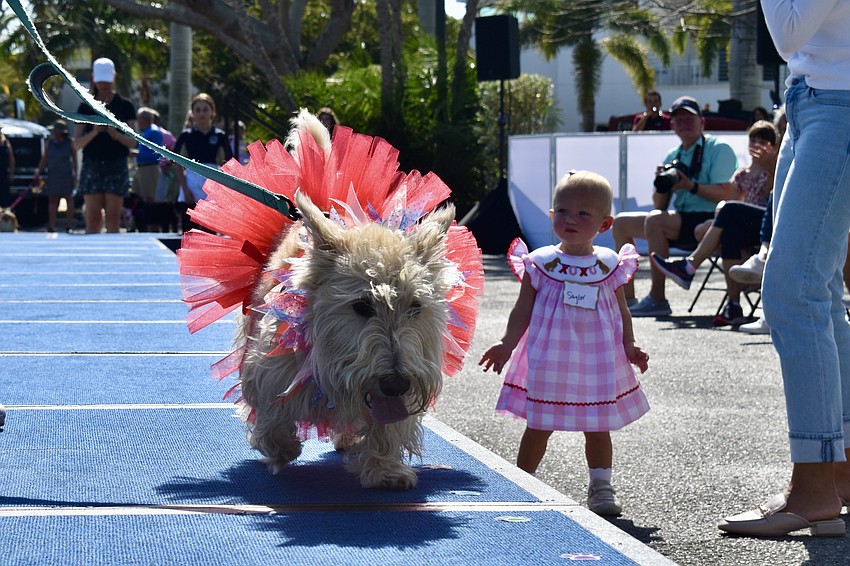 Piper the Scotty is the most patriotic of all the dogs.