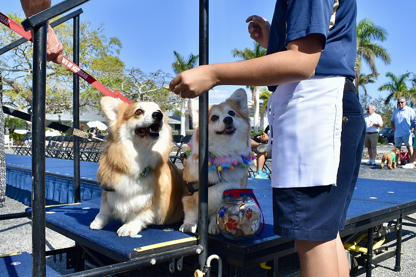 Oliver and Penny refuse to leave the stage without treats.