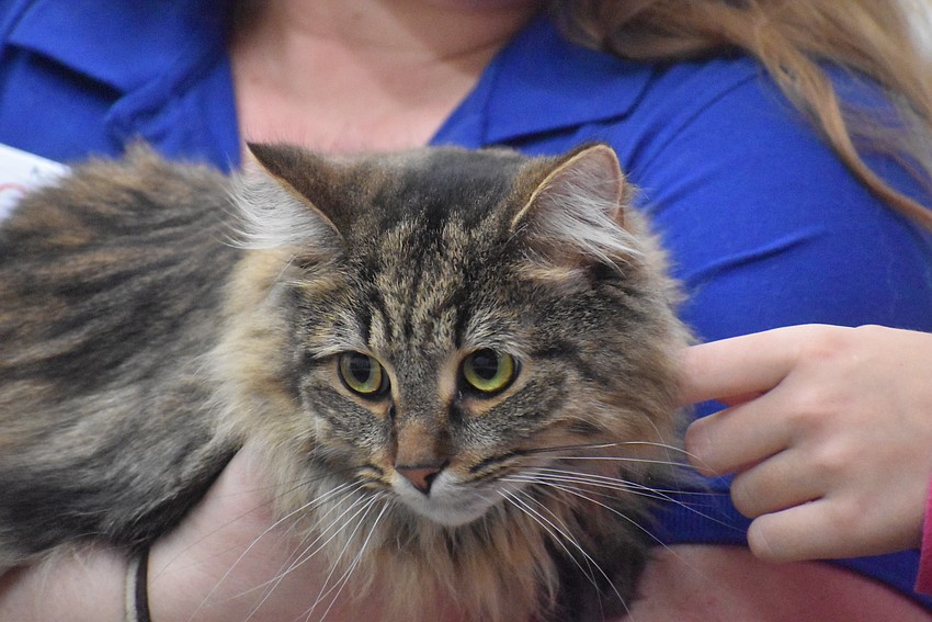 Winney makes a special appearance at Cat University.