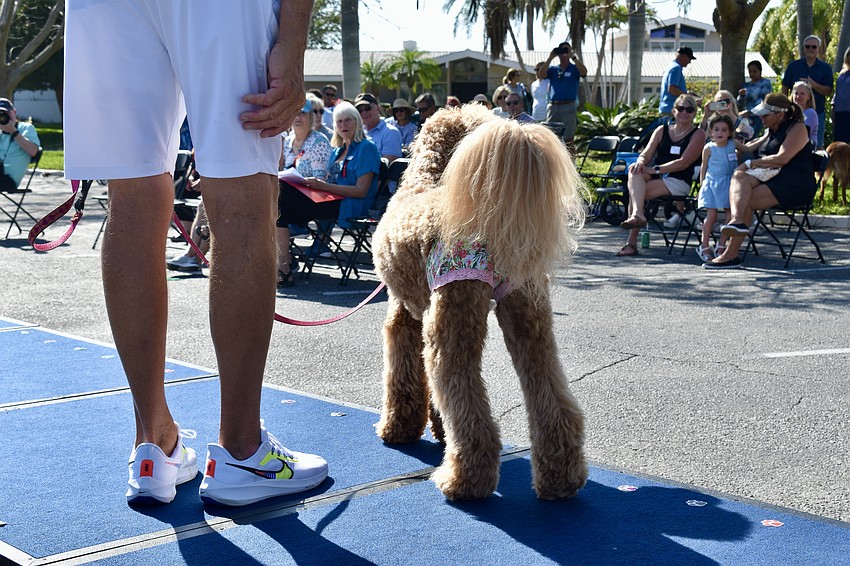 Piper wins Diva Dog of the day.