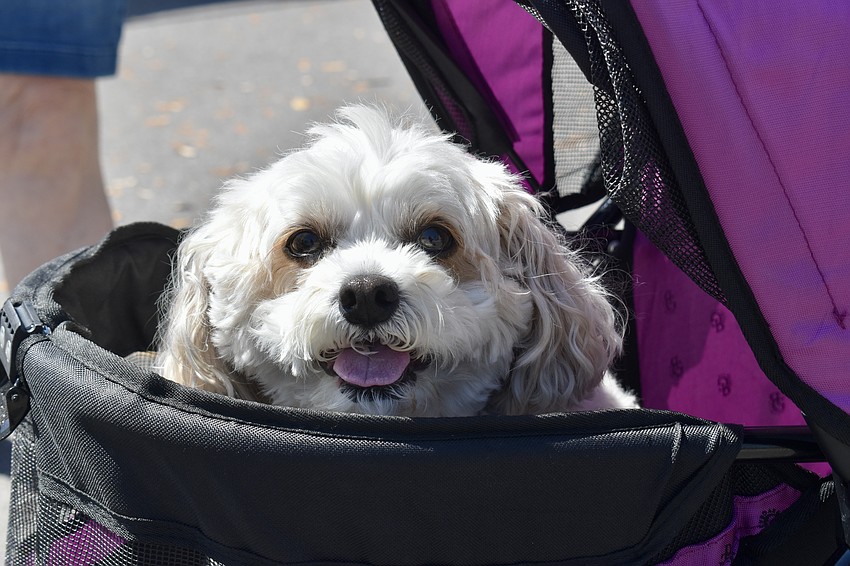 The best way to get around an art show is in a stroller.